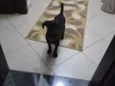 dalila