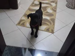 Cachorro ra a labrador.mist idade Abaixo de 2 meses nome dalila