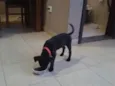 dalila