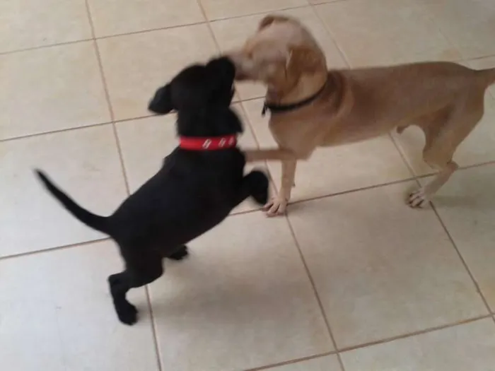 Cachorro ra a labrador.mist idade Abaixo de 2 meses nome dalila