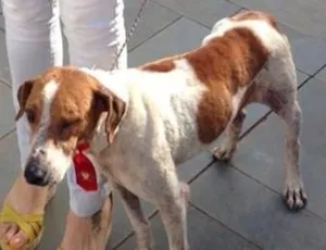 Cachorro raça SRD idade 4 anos nome Buck