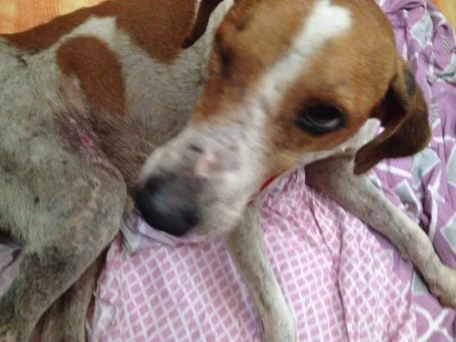 Cachorro raça SRD idade 4 anos nome Buck