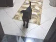 dalila