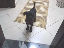 Cachorro ra a labrador.mist idade Abaixo de 2 meses nome dalila