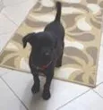 dalila