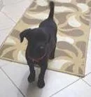 Cachorro ra a labrador.mist idade Abaixo de 2 meses nome dalila