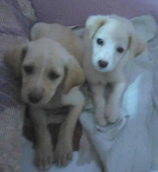 Cachorro raça Não definida idade Abaixo de 2 meses nome Duas fêmeas