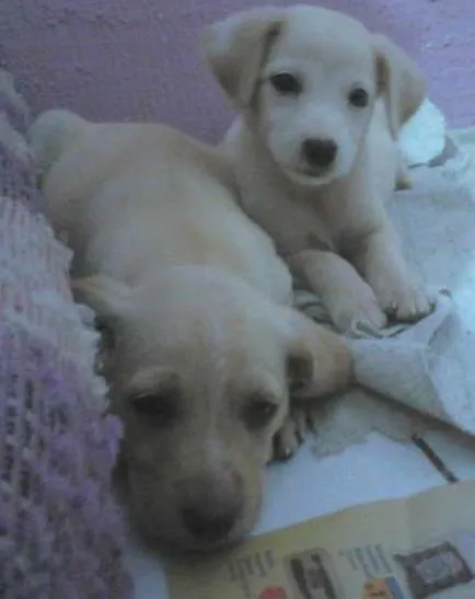 Cachorro raça Não definida idade Abaixo de 2 meses nome Duas fêmeas