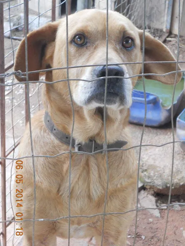 Cachorro ra a mista idade 3 anos nome xaulim