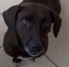 Cachorro raça indefinida idade  nome pretinha