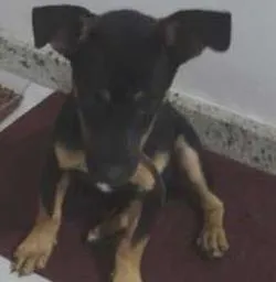 Cachorro raça  idade  nome espuleta