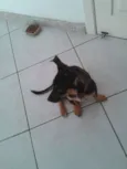 espuleta