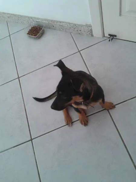 Cachorro raça  idade  nome espuleta