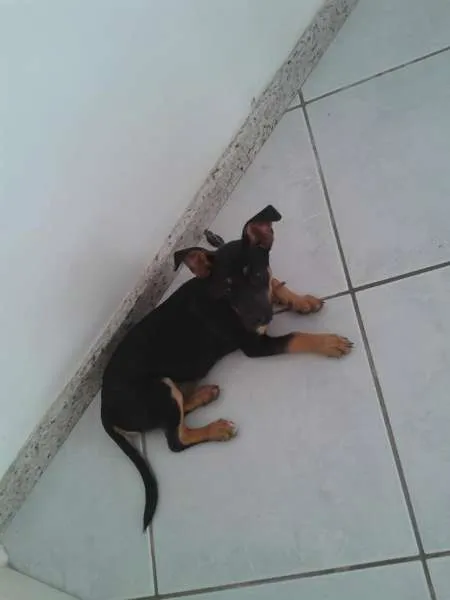 Cachorro raça  idade  nome espuleta