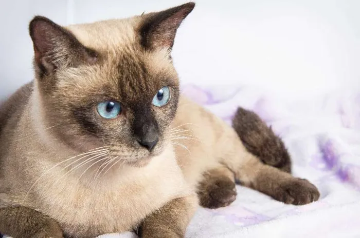 Gato ra a srd idade 2 anos nome Alícia