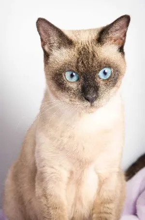 Gato raça srd idade 2 anos nome Alícia