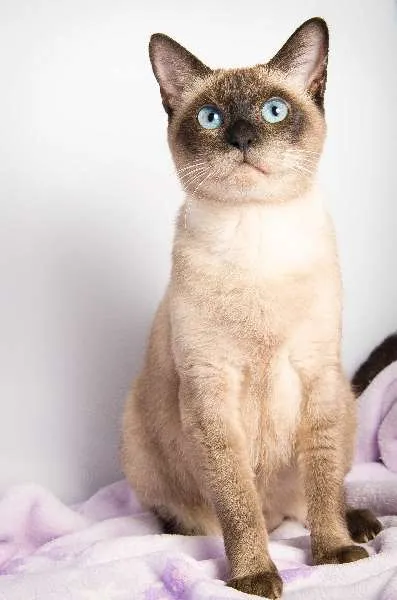 Gato ra a srd idade 2 anos nome Alícia