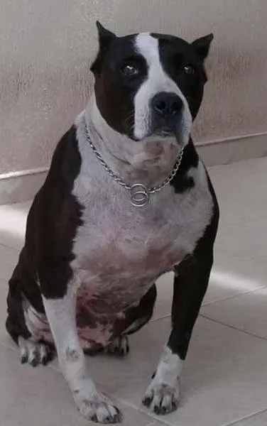 Cachorro ra a Pit-Bull idade 6 ou mais anos nome LILI