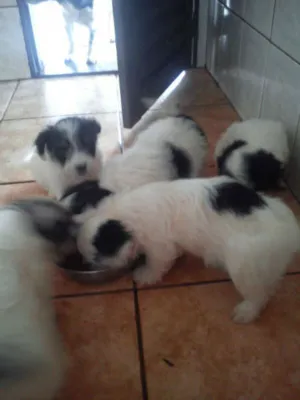 Cachorro raça Poodle com vira lata  idade Abaixo de 2 meses nome A escolha