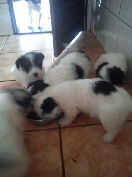 Cachorro ra a Poodle com vira lata  idade Abaixo de 2 meses nome A escolha