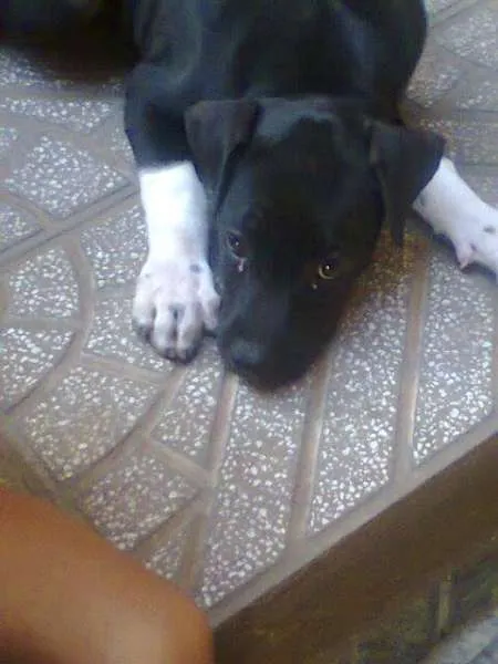 Cachorro ra a Boxer idade 2 a 6 meses nome olivia
