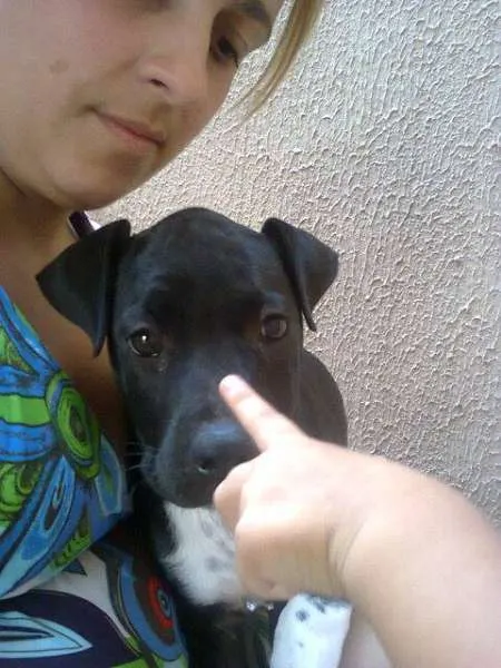 Cachorro ra a Boxer idade 2 a 6 meses nome olivia