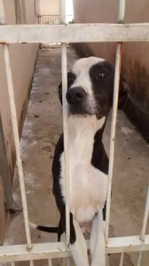 Cachorro raça indefinida idade 7 a 11 meses nome bilisco