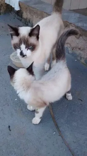 Gato raça indefinida idade 7 a 11 meses nome guru