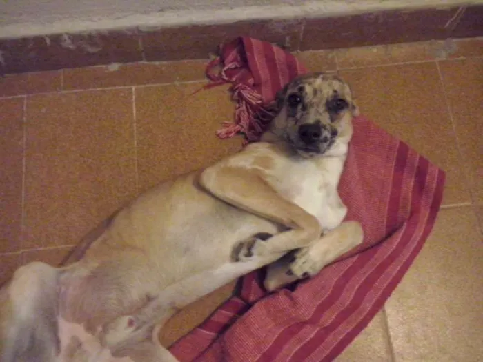 Cachorro ra a Viralata idade 7 a 11 meses nome Calixto