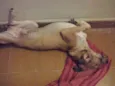 Calixto