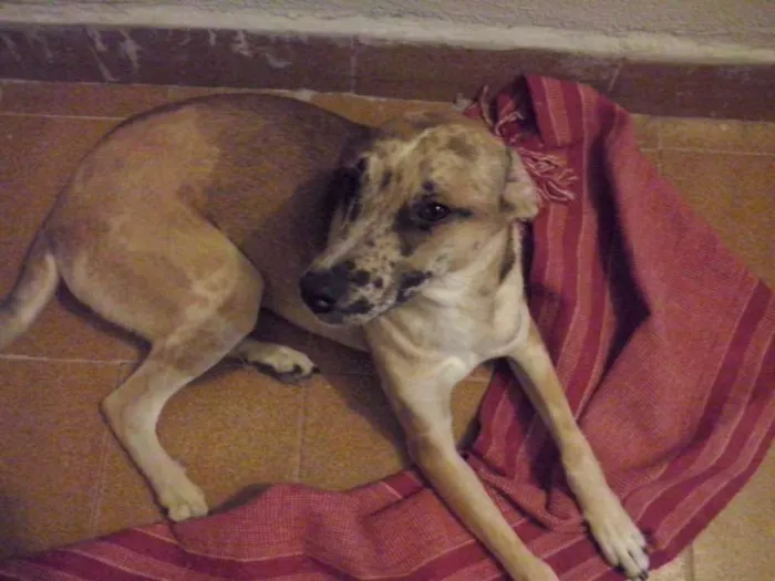 Cachorro ra a Viralata idade 7 a 11 meses nome Calixto