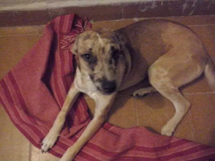 Cachorro ra a Viralata idade 7 a 11 meses nome Calixto