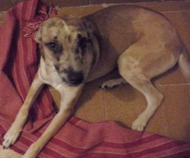 Cachorro ra a Viralata idade 7 a 11 meses nome Calixto