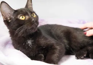 Gato raça SRD idade 7 a 11 meses nome Sony