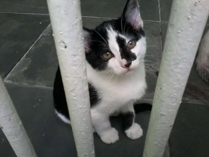 Gato ra a SRD idade 2 a 6 meses nome nene