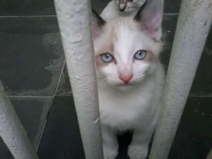 Gato ra a SRD idade 2 a 6 meses nome nene
