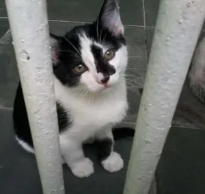 Gato raça SRD idade 2 a 6 meses nome nene