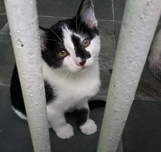Gato ra a SRD idade 2 a 6 meses nome nene