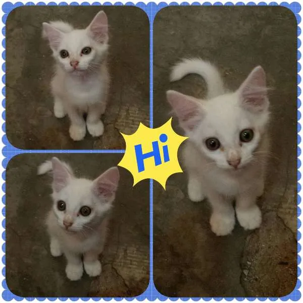 Gato ra a  idade 2 a 6 meses nome Sem Nome