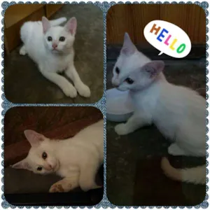 Gato raça  idade 2 a 6 meses nome Não Tem