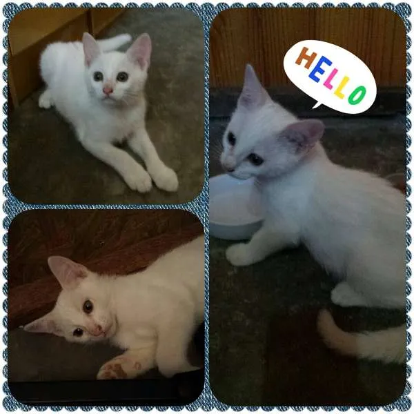 Gato ra a  idade 2 a 6 meses nome Não Tem