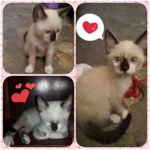 Gato raça  idade 2 a 6 meses nome Não Tem