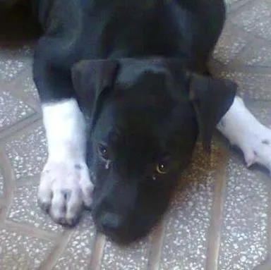 Cachorro ra a Boxer idade 2 a 6 meses nome olivia