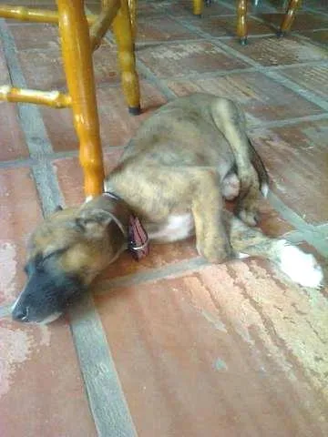 Cachorro ra a SRD idade 2 a 6 meses nome Cristal