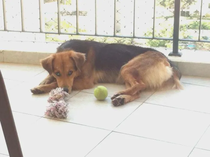 Cachorro ra a SRD idade 2 anos nome "Mel"