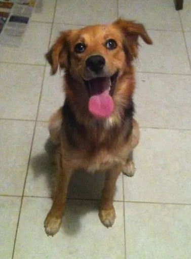 Cachorro ra a SRD idade 2 anos nome "Mel"