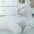 Mingau