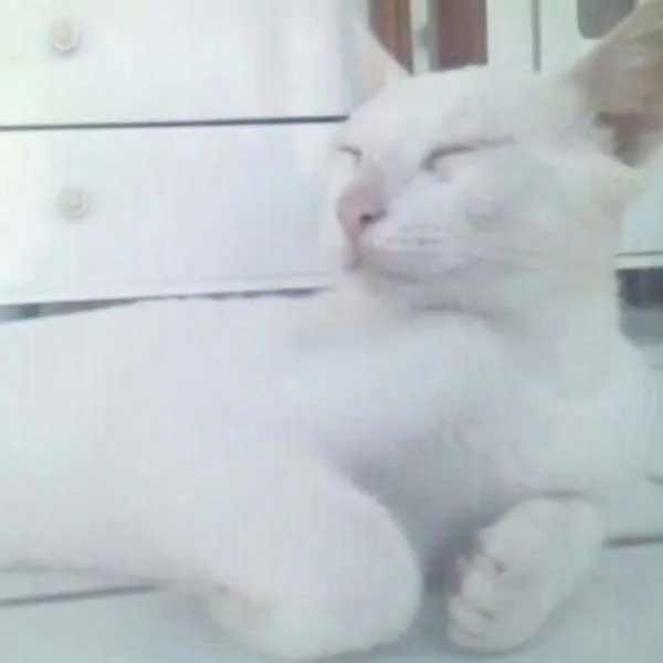 Gato raça mista idade 1 ano nome Mingau