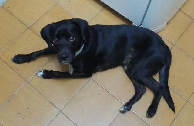 Cachorro ra a SRD idade 7 a 11 meses nome Paçoca