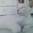 Mingau